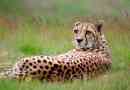 Gepard - opis, podgatunki, obszar, jedzenie, zachowanie i reprodukcja