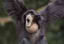 Gibbon: zdjęcie, opis, gatunki i najciekawsze fakty