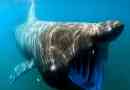 Giant akula. Zdjęcia, ciekawe fakty