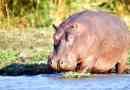 Hipopotam