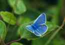 Golubanka - motyl z niezwykłą kolorowanką