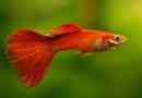 Guppy - ryba, wygrana malaria