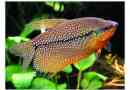 Pearl gourats: spokojne ryby akwariowe