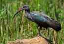 Haghedash - african wspaniałe ibis