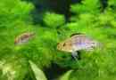 Haplochromis filalander: mieszkańcy akwarium