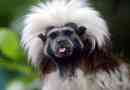 Grzywacz tamarin