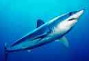 Jak szybko jest pływanie rekina?