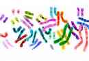 Chromosom: struktura, funkcje i anomalie
