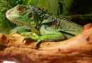 Iguana