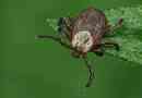 Ixodic ticks - niebezpieczne choroby