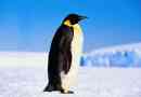 Imperial penguin