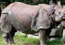 Indian rhino