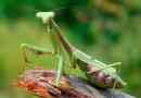 Ciekawe fakty o mantis