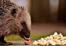 Ciekawe fakty o jeży