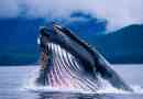 Ciekawe fakty o wielorybach