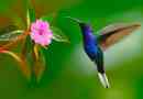 Ciekawe fakty dotyczące hummingbirda