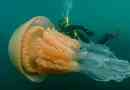 Ciekawe fakty dotyczące meduzów