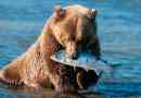Ciekawe fakty o niedźwiedziach
