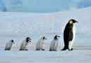 Ciekawe fakty o pingwinach