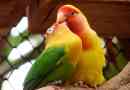 Ciekawe fakty dotyczące papugę kochanków