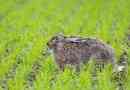 Ciekawe fakty dotyczące zających