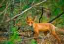 Ciekawe fakty dotyczące lasu zwierząt