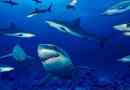 Ciekawe fakty dotyczące rekinów