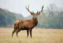 Ciekawe fakty dotyczące jelenia