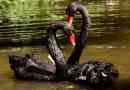 Ciekawe fakty dotyczące czarnego łabędzienia