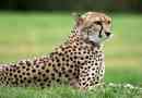Ciekawe fakty dotyczące gepardów
