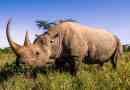 Ciekawe fakty o nosorożce