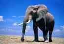 Ciekawe fakty dotyczące słoni
