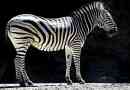 Ciekawe fakty o zebrach