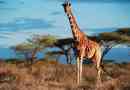 Ciekawe fakty o żyrafach