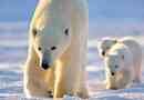 Ciekawy raport w życiu niedźwiedzi polarnych