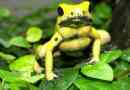 Trujące żaby i ropuchy
