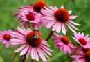 Echinacea