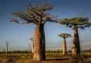 Drzewo baobabu