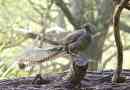 Lyrebird