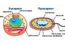 Komórki eukariotyczne i prokariotyczne: funkcje, funkcje i struktura