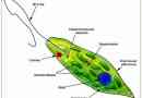 Evglen green. Opis, funkcje, budowanie i reprodukcja evglen green