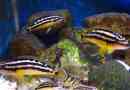 Yulidochromis ornaatus: ryba na akwarium