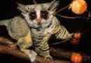 Southern small galago - tiny puchalase prymas