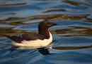 Guillemot