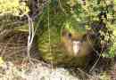 Kakapo - aborygenalna nowa zelandia