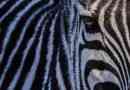 Jaki kolor zebry: biały lub czarny?