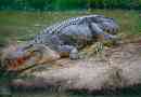 Jakie krocodyle są największe i niebezpieczne na ziemi?