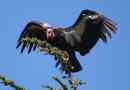 California condor - symbol ptaka
