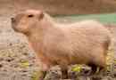 Capibara
