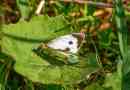 Kapuetrian butterfly insekt. Opis, funkcje, typy i zdjęcia kapusty
